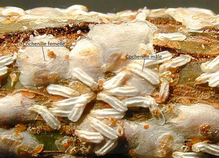 Individus mâles et femelles d'Aulacaspis rosae, la cochenille du rosier