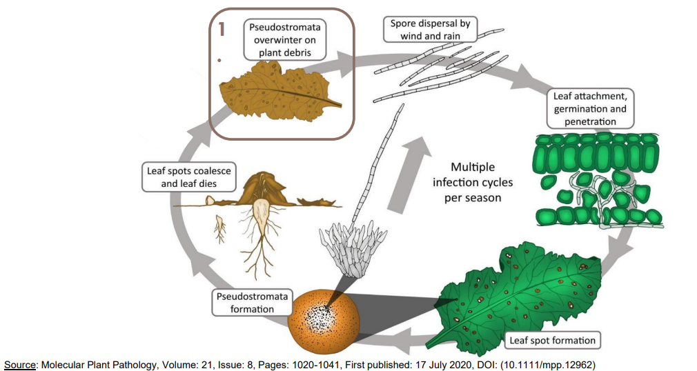 cycle cercosporiose