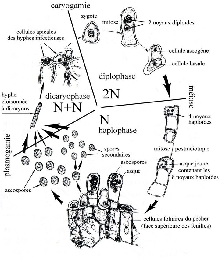 Cycle de vie du Taphrina deformans