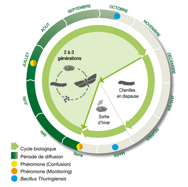 cycle de la pyrale - (Syngenta)