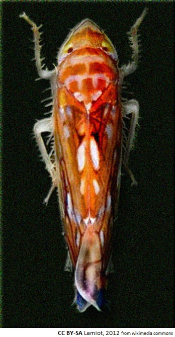 Scaphoideus titanus