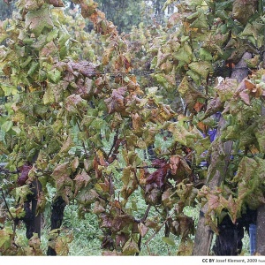 Flavescence dorée de la vigne