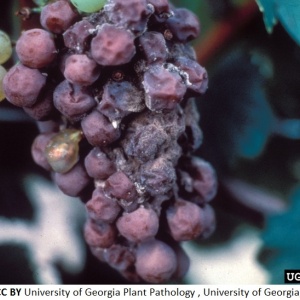 Pourriture grise de la vigne