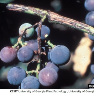 Excoriose | Vigne