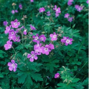 Geranium spp.