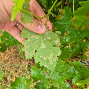 Mildiou | Vigne