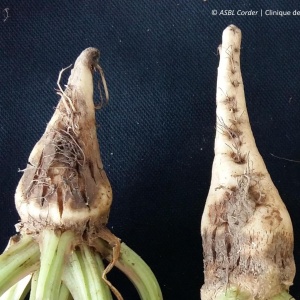 Aphanomyces | Betteraves