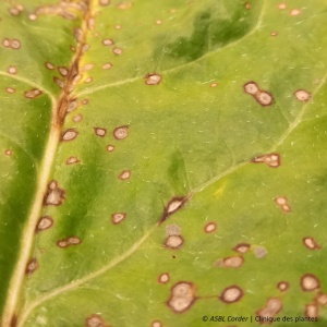 Cercosporiose | Betterave