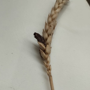 Ergot des c&eacute;r&eacute;ales | Froment