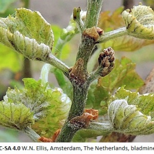 Acariose de la vigne