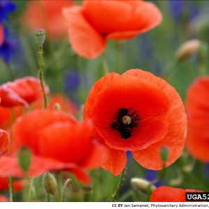 Coquelicot