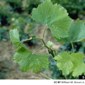 Virus du court-noué de la vigne