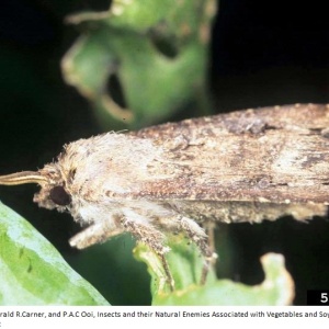 Noctuelle | Pomme de terre 