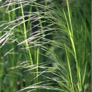 Brome stérile