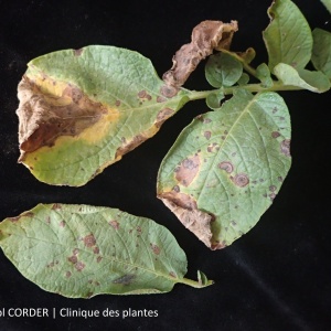 Alternariose | Pomme de terre