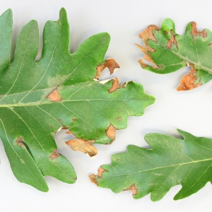 Anthracnose du chêne