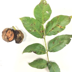 Anthracnose | Noyer