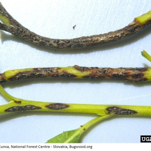 Anthracnose du saule