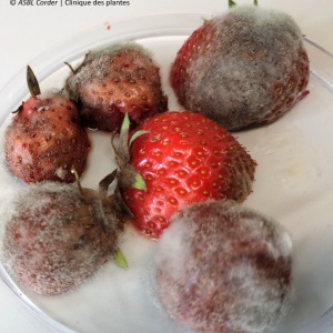 Pourriture grise  | Fraise