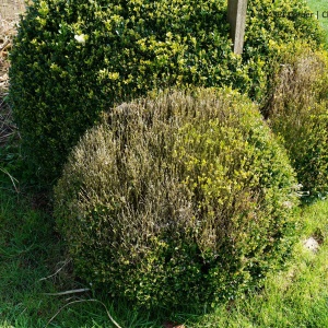 Cylindrocladiose ou box blight | Buis 