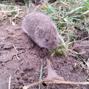 Campagnols dans le vignoble