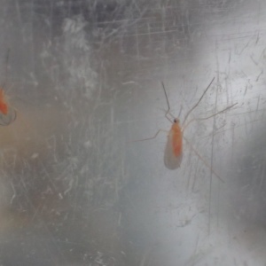 Cécidomyie orange | blé