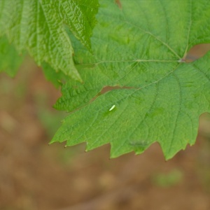 Cicadelle verte de la vigne