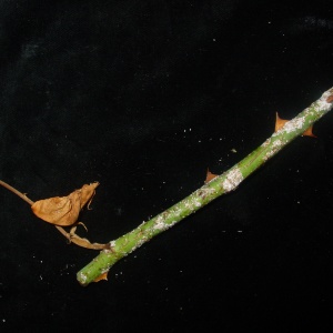 Cochenille | Rosier