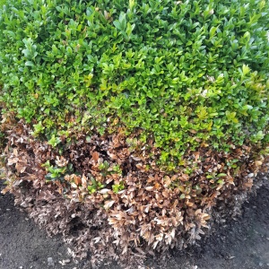 Cochenilles virgules | Buis