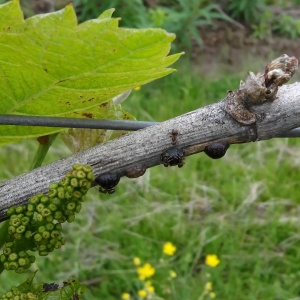 Lécanium de la vigne - Cochenilles