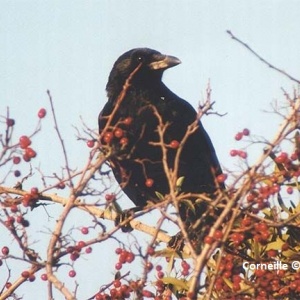 Oiseaux dans le vignoble