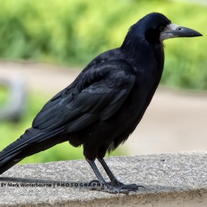 Oiseaux en culture de céréales (corbeau freu, etc.)