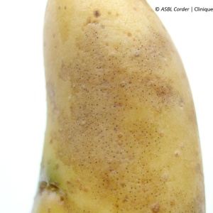 Dartrose | Pomme de terre 