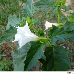 Datura stramoine