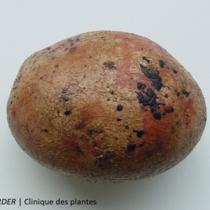 Rhizoctone brun en culture de pommes de terre