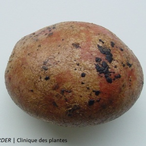 Rhizoctone brun | Pomme de terre