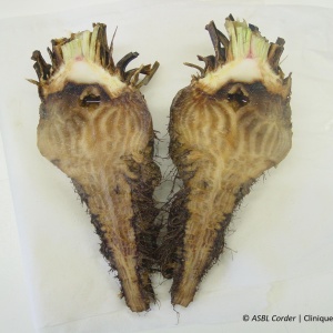 Fonte de semis (Pythium ultimum) | Betterave