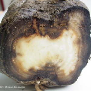 Rhizoctone brun | Betterave