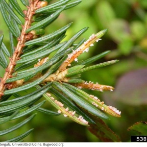 Rouille vésiculeuse des aiguilles de l’épicéa