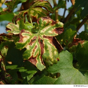 Complexe de l’esca en viticulture