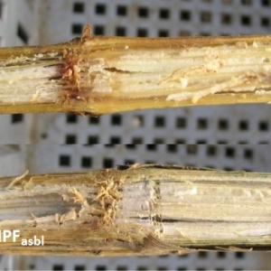 Fusariose de la tige en culture de maïs