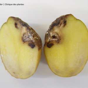 Fusariose ou pourriture sèche | Pomme de terre