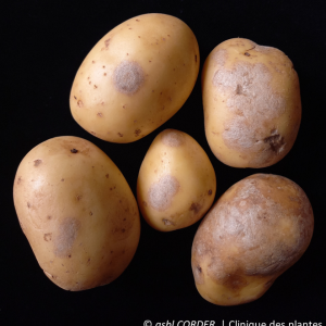Gale argentée | Pomme de terre