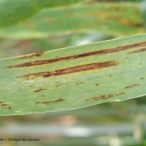 Helminthosporiose | Orge