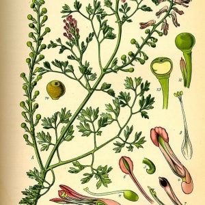 Fumeterre officinale