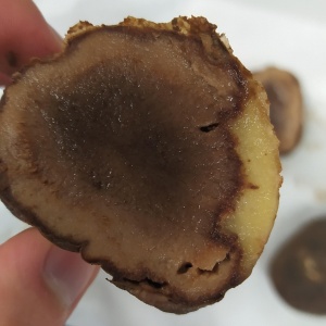 Pourriture aqueuse | Pomme de terre