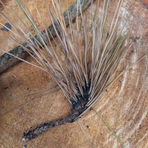 Dépérissement des pousses | Pin