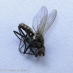 Mouche des semis | Froment