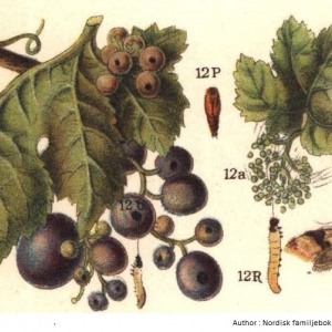 Tordeuse de la grappe - Ver de la grappe - Cochylis de la vigne