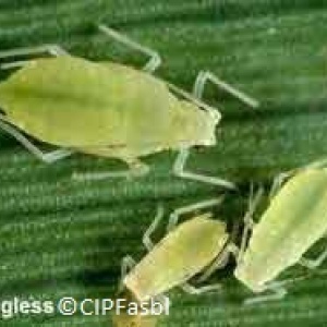 Pucerons en culture de maïs (Metopolophium dirhodum)